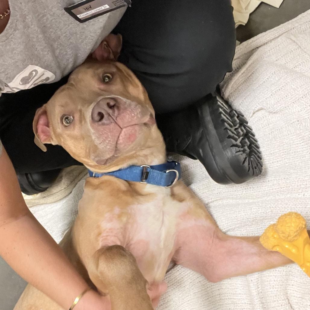 Enlarge Tortilla, a Adoptable Pit Bull Terrier in Pittsburgh, PA image 1/6