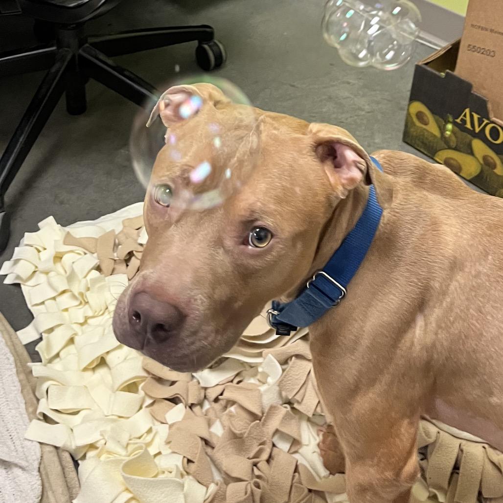 Enlarge Tortilla, a Adoptable Pit Bull Terrier in Pittsburgh, PA image 2/6