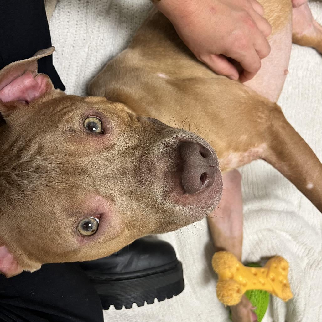 Enlarge Tortilla, a Adoptable Pit Bull Terrier in Pittsburgh, PA image 3/6