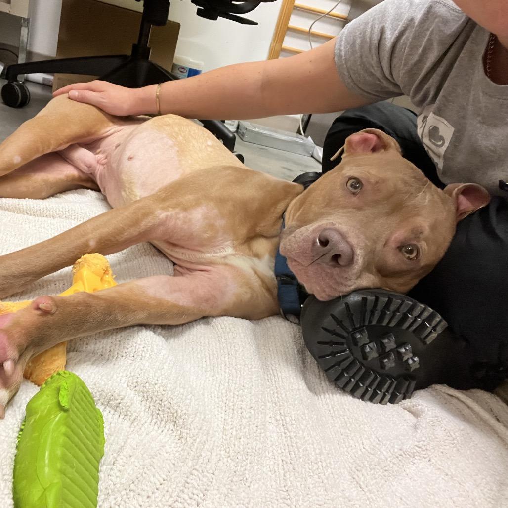 Enlarge Tortilla, a Adoptable Pit Bull Terrier in Pittsburgh, PA image 4/6