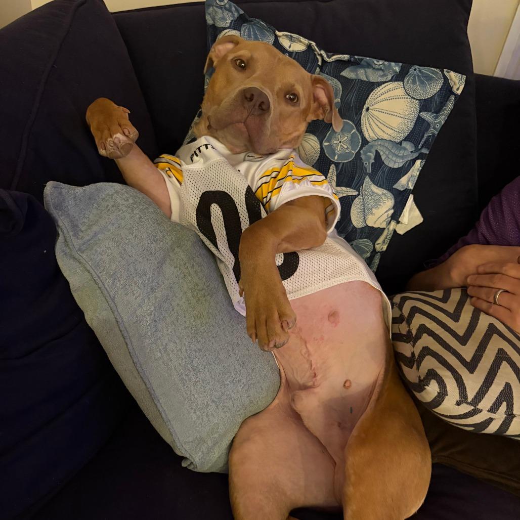 Enlarge Tortilla, a Adoptable Pit Bull Terrier in Pittsburgh, PA image 5/6