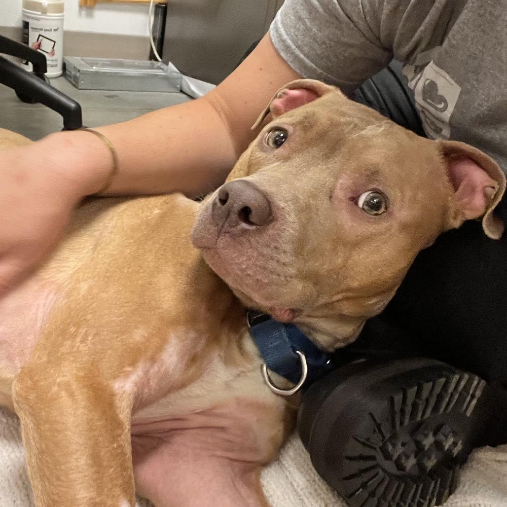 Enlarge Tortilla, a Adoptable Pit Bull Terrier in Pittsburgh, PA image 6/6