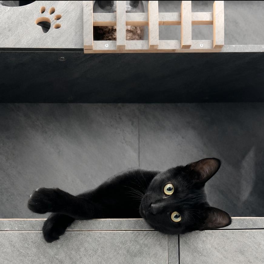 Phoenix, Adoptable, Young Male Domestic Short Hair.
