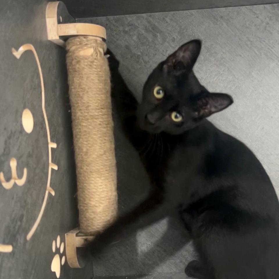 Enlarge Phoenix, a Adoptable Domestic Short Hair in Manheim, PA image 2/2