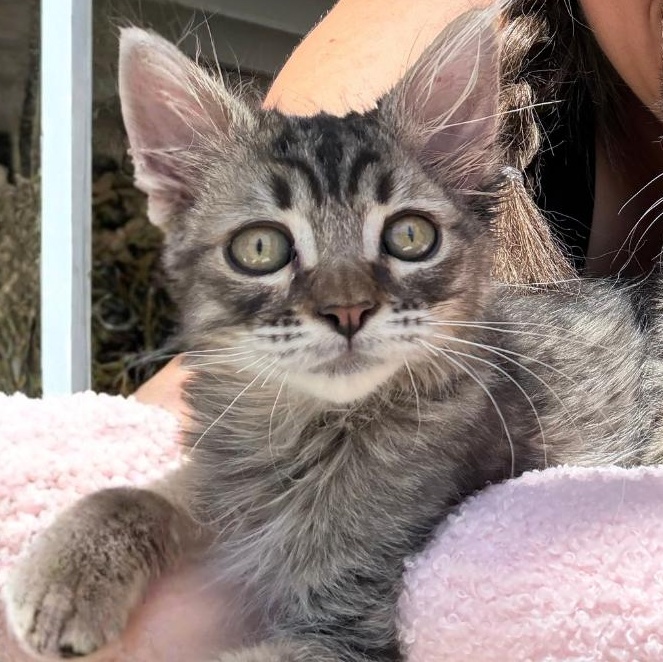 Ruffian, Adopted, Kitten Male Domestic Medium Hair.