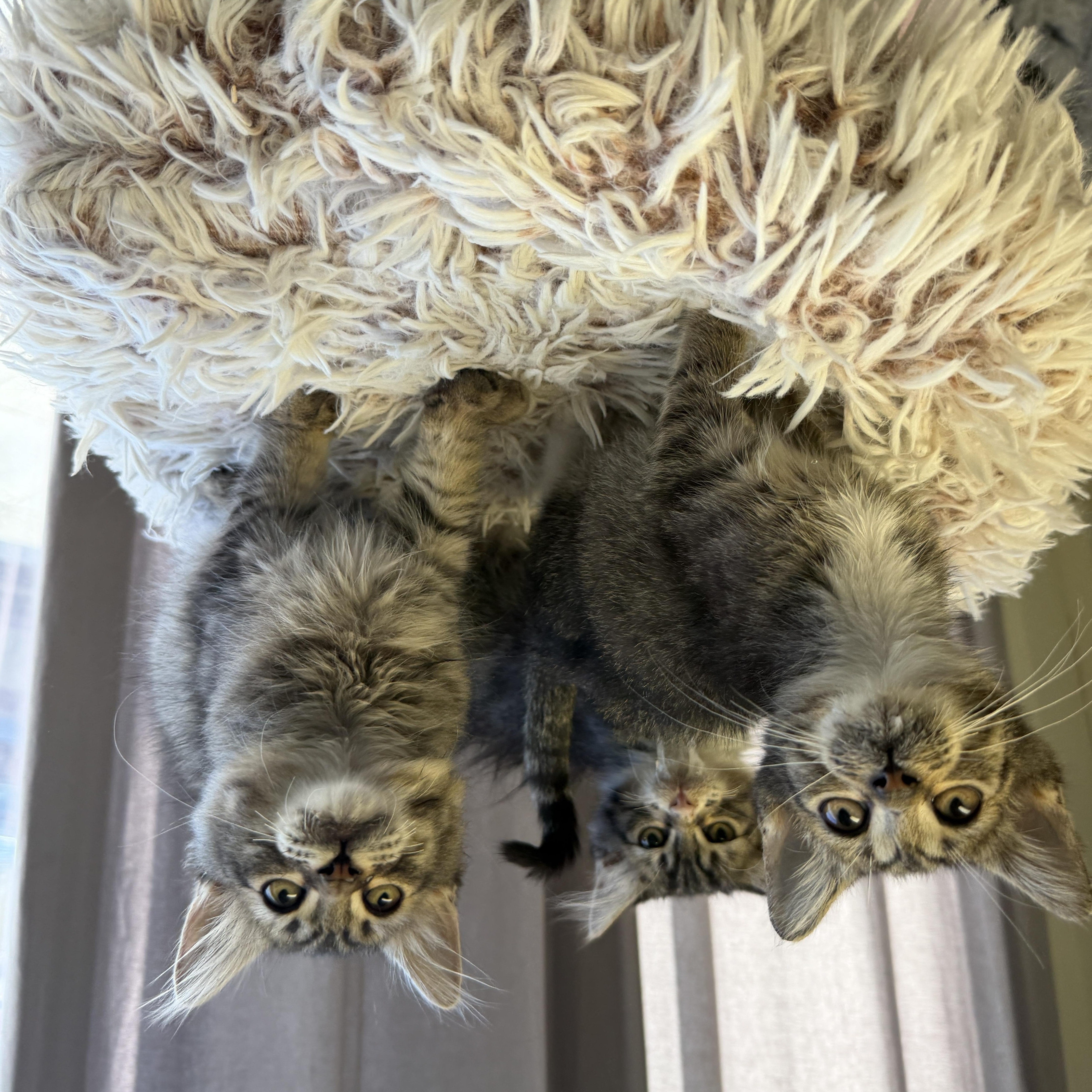 Enlarge Ruffian, a Adopted Domestic Medium Hair in Santa Monica, CA image 3/3