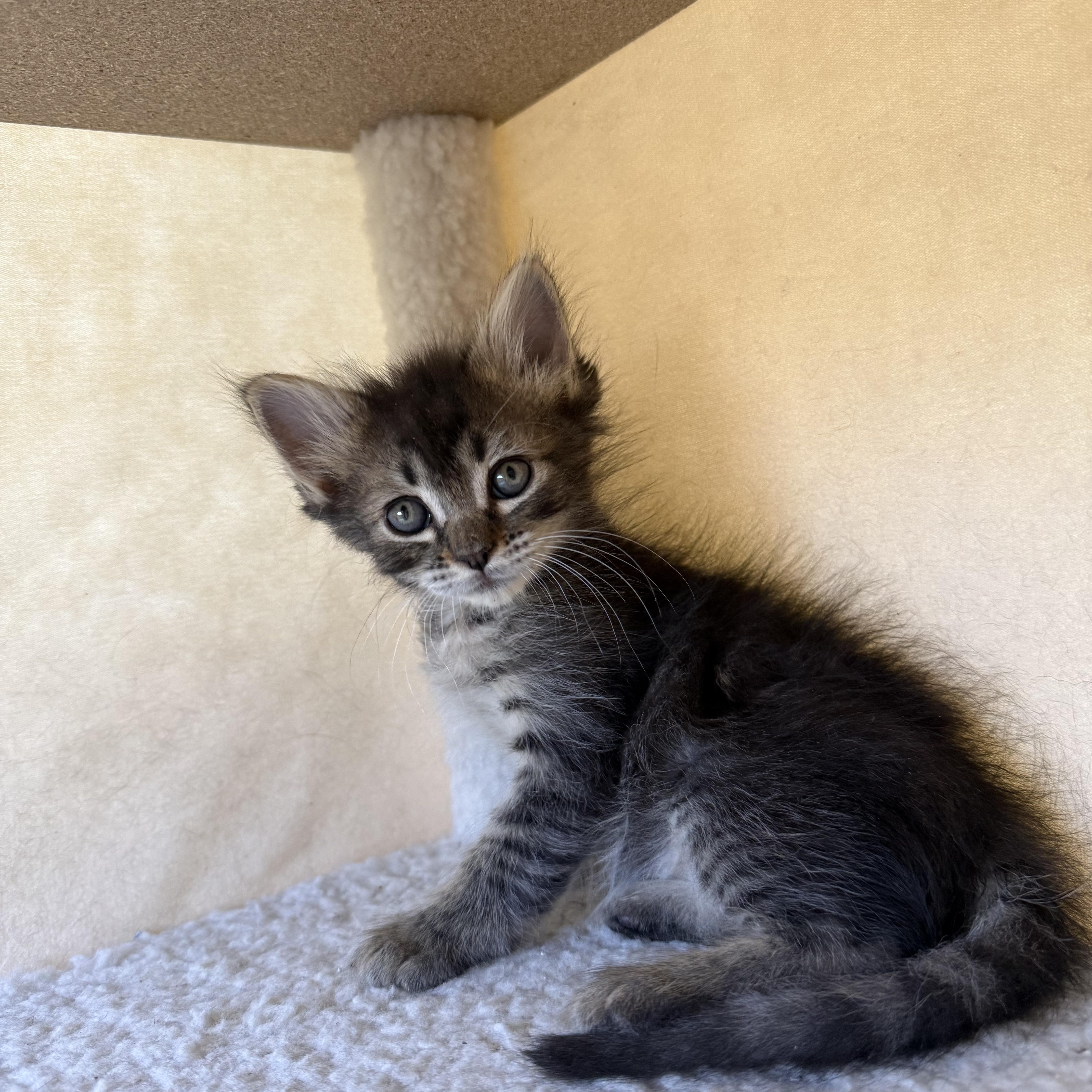 Ruffian, a ADOPTABLE Domestic Medium Hair in Santa Monica, CA image 2/3