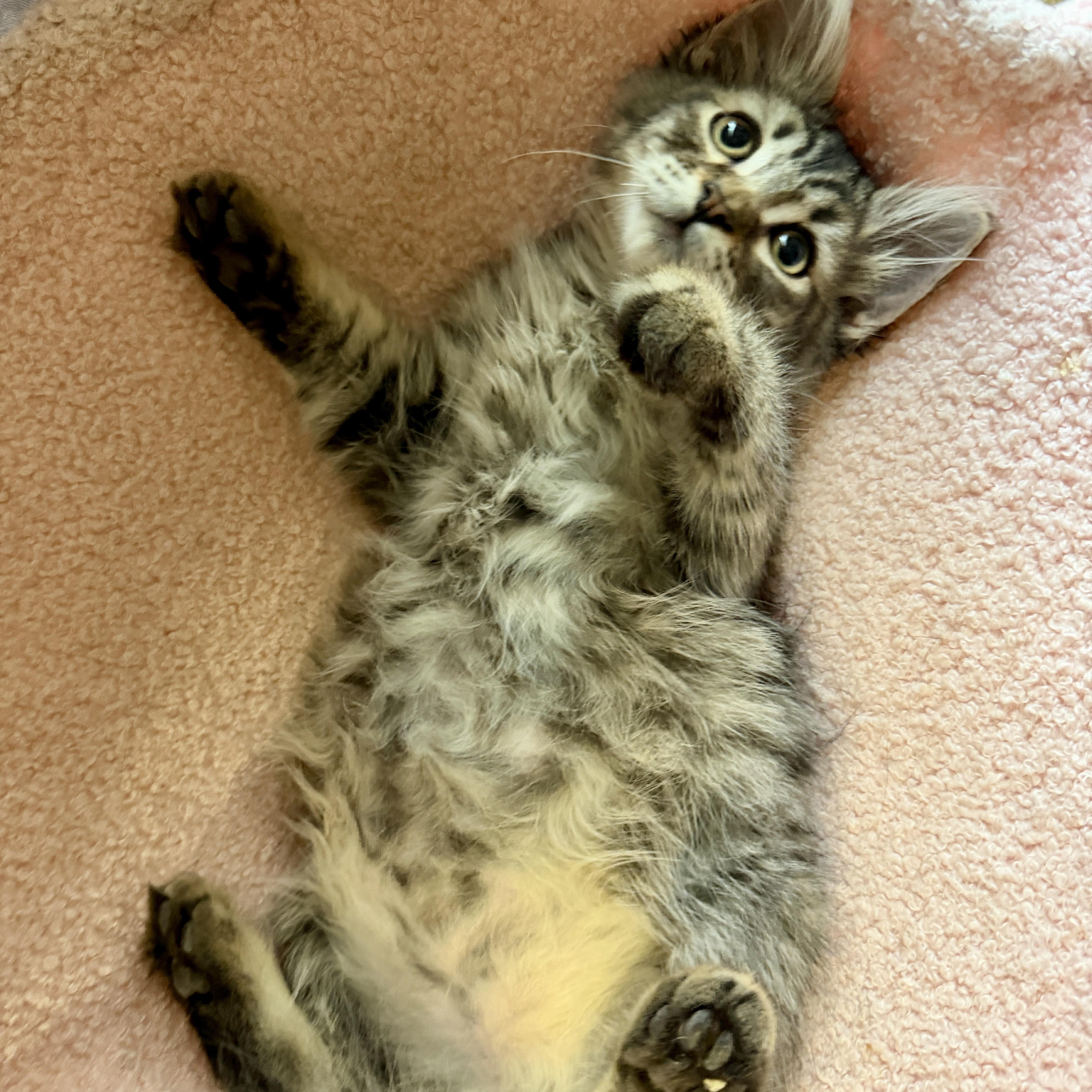 Enlarge Ruffian, a Adopted Domestic Medium Hair in Santa Monica, CA image 2/3