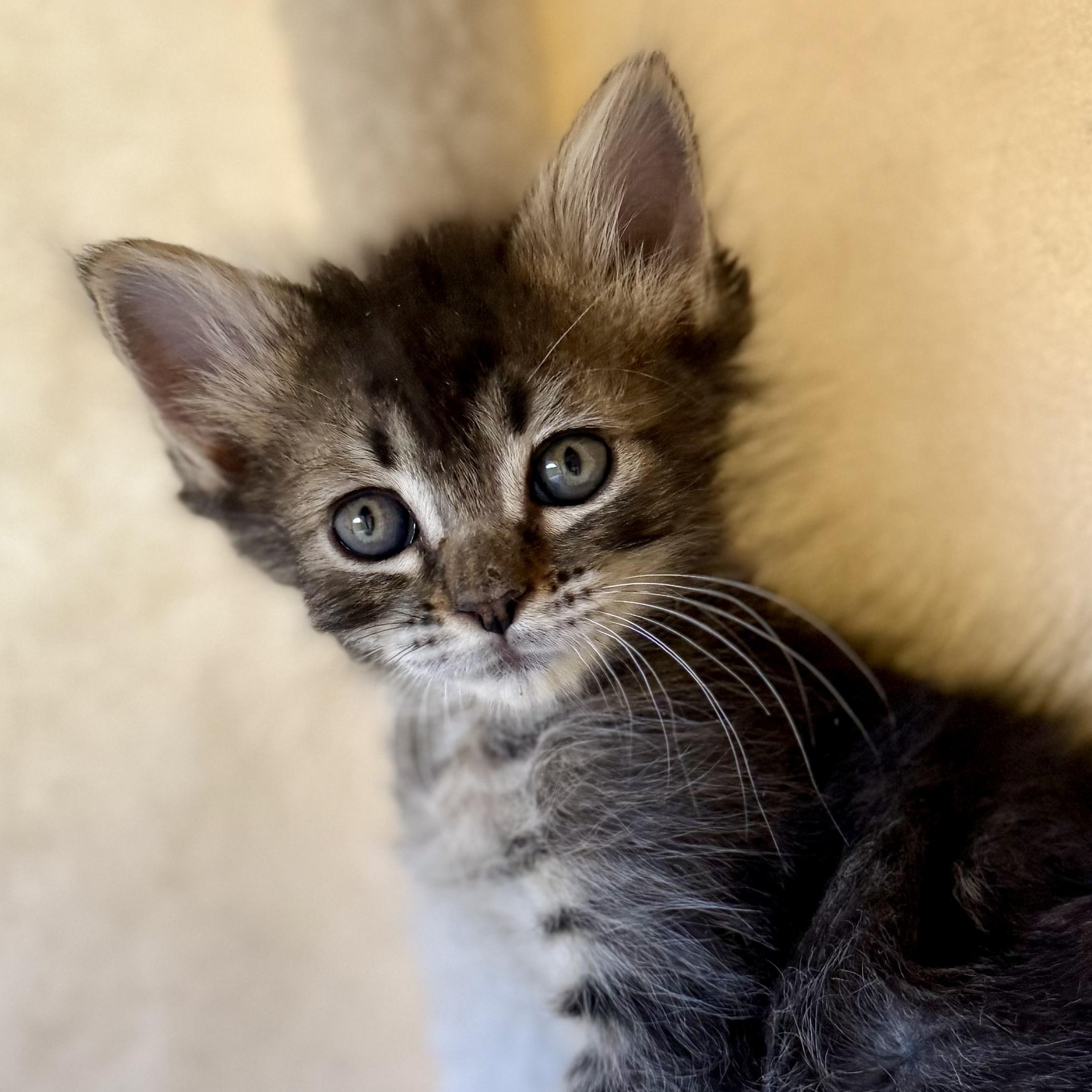 Ruffian, a ADOPTABLE Domestic Medium Hair in Santa Monica, CA image 3/3