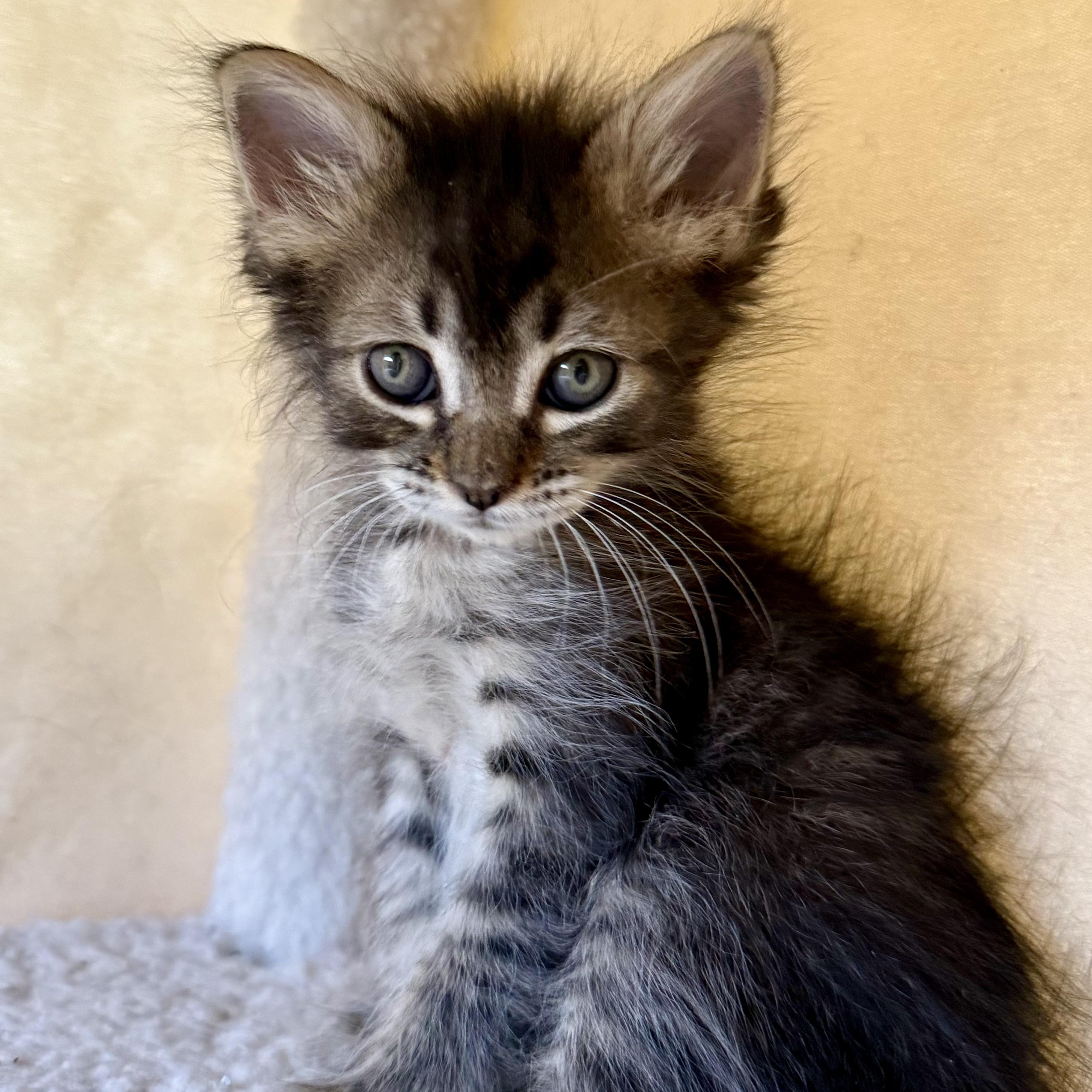 Ruffian, a ADOPTABLE Domestic Medium Hair in Santa Monica, CA image 1/3