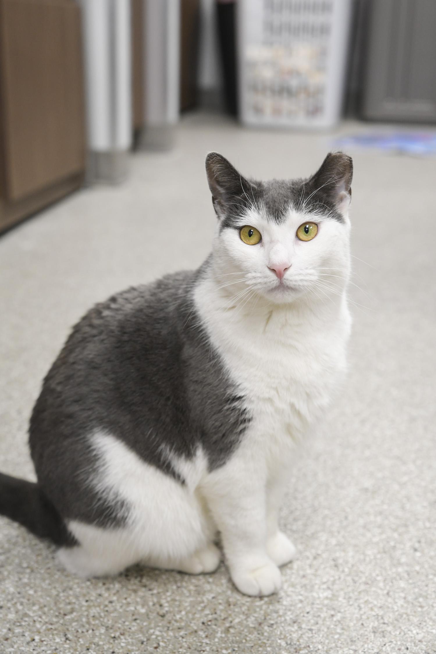 Paige, ADOPTABLE, Adult Female Domestic Short Hair.