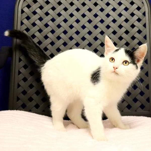Moo Moo, Adoptable, Kitten Male Domestic Short Hair.