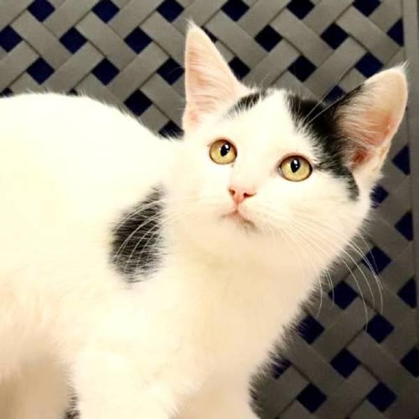 Enlarge Moo Moo, a Adoptable mixed breed in Midland, TX image 2/2