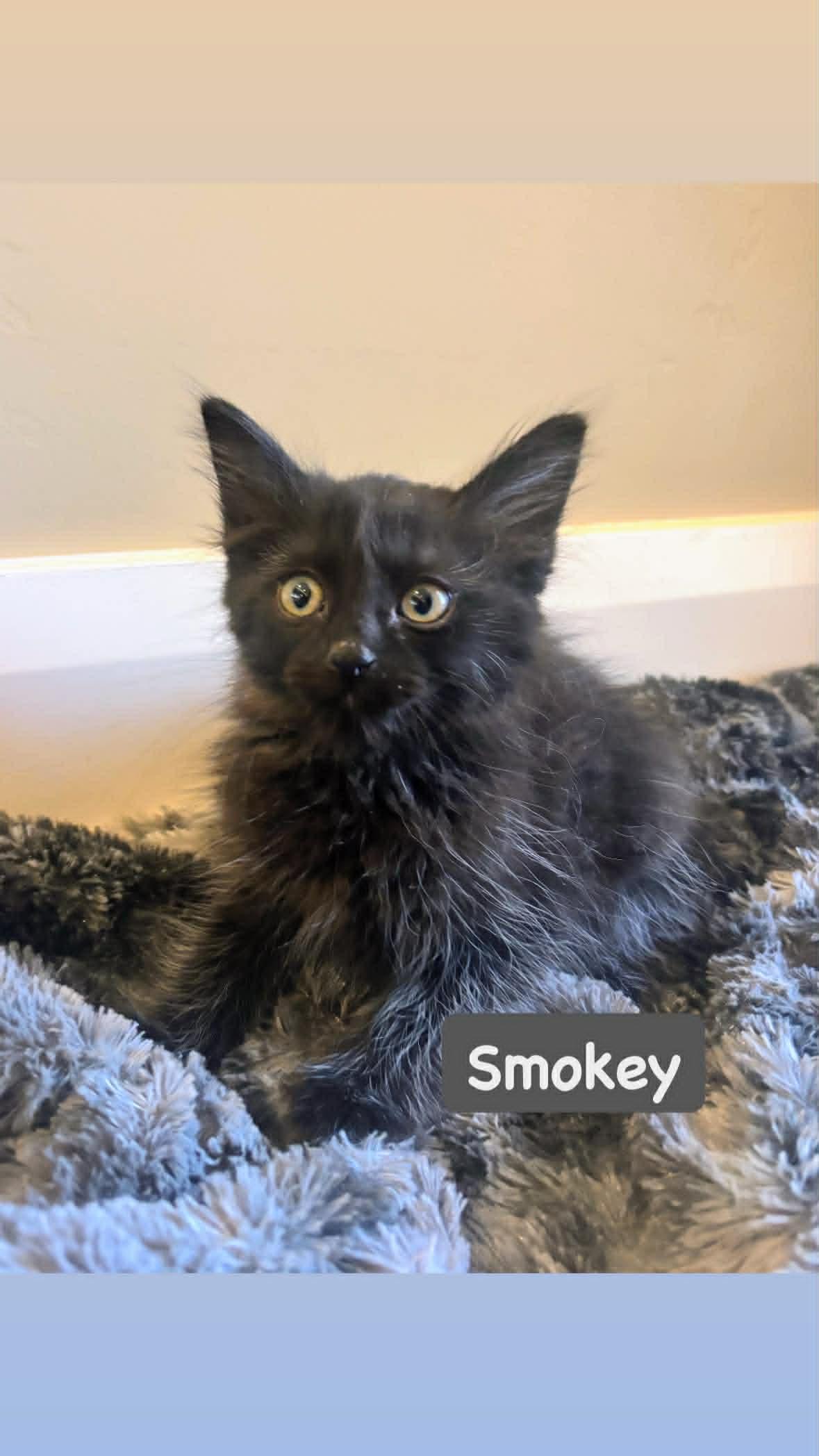 Enlarge Smokey, a Adopted Domestic Long Hair in St. George, UT image 1/1