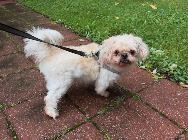 Enlarge Meekos, a Adoptable Shih Tzu in Mount Laurel, NJ image 1/3