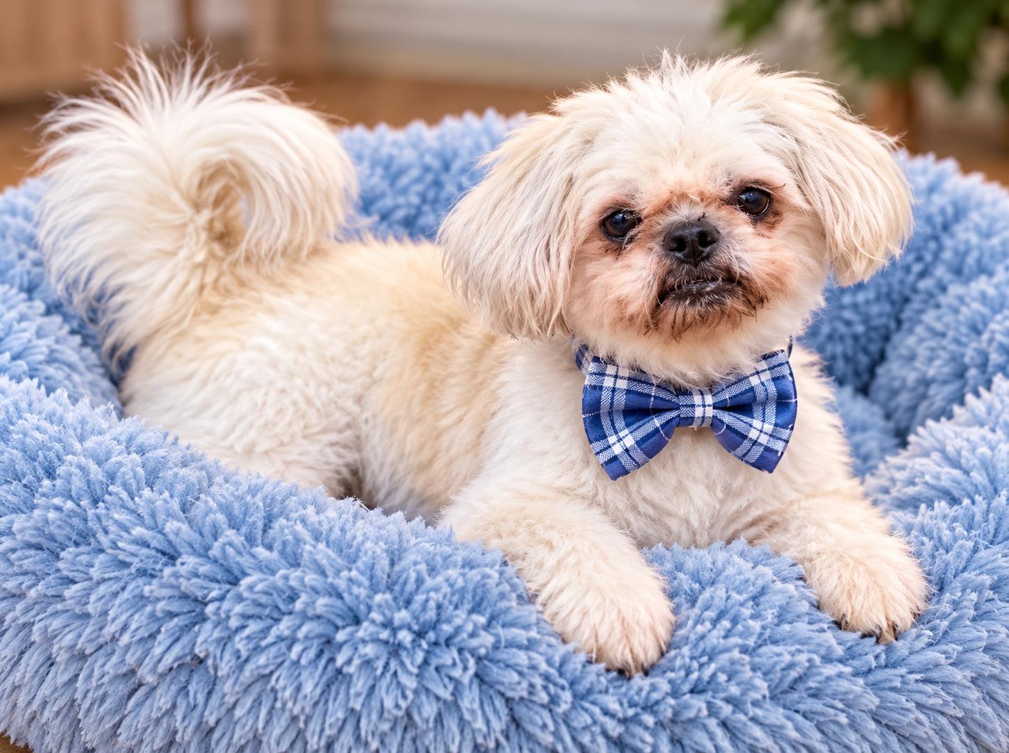 Enlarge Meekos, a Adoptable Shih Tzu in Mount Laurel, NJ image 2/3