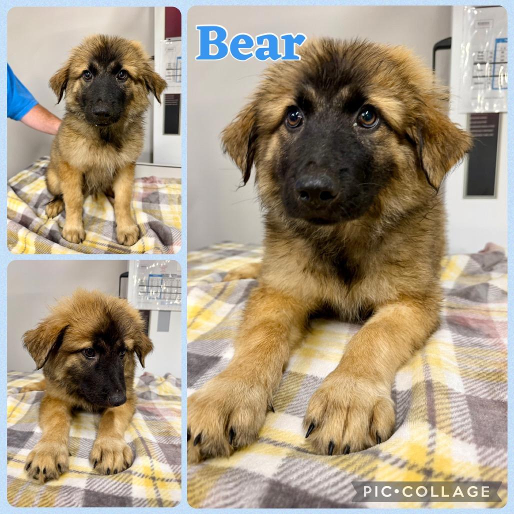 Enlarge Bear, a Adoptable mixed breed in Opelika, AL image 1/1