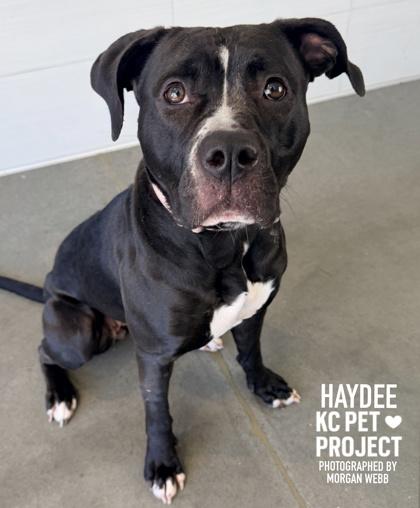 Haydee, Adoptable, Adult Female Pit Bull Terrier & Mixed Breed.