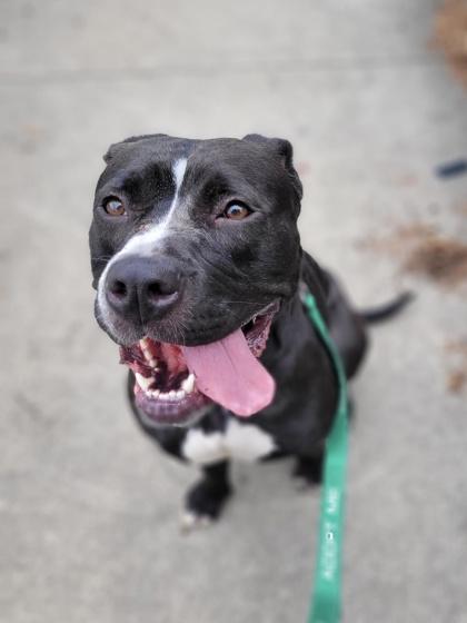 Haydee, Adoptable, Adult Female Pit Bull Terrier & Mixed Breed.