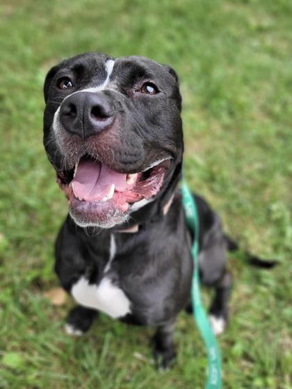 Enlarge Haydee, a Adoptable mixed breed in Kansas City, MO image 3/3