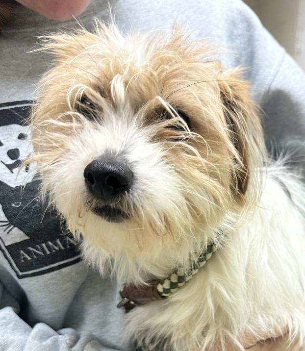 Enlarge Dakota, a Adopted mixed breed in Raleigh, NC image 1/4