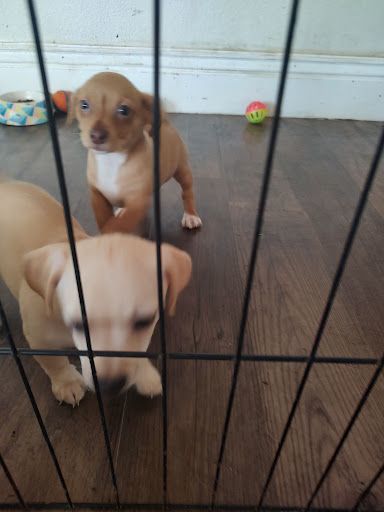 Susie Pup 3, an adoptable Terrier Mix in Coarsegold, CA_image-1