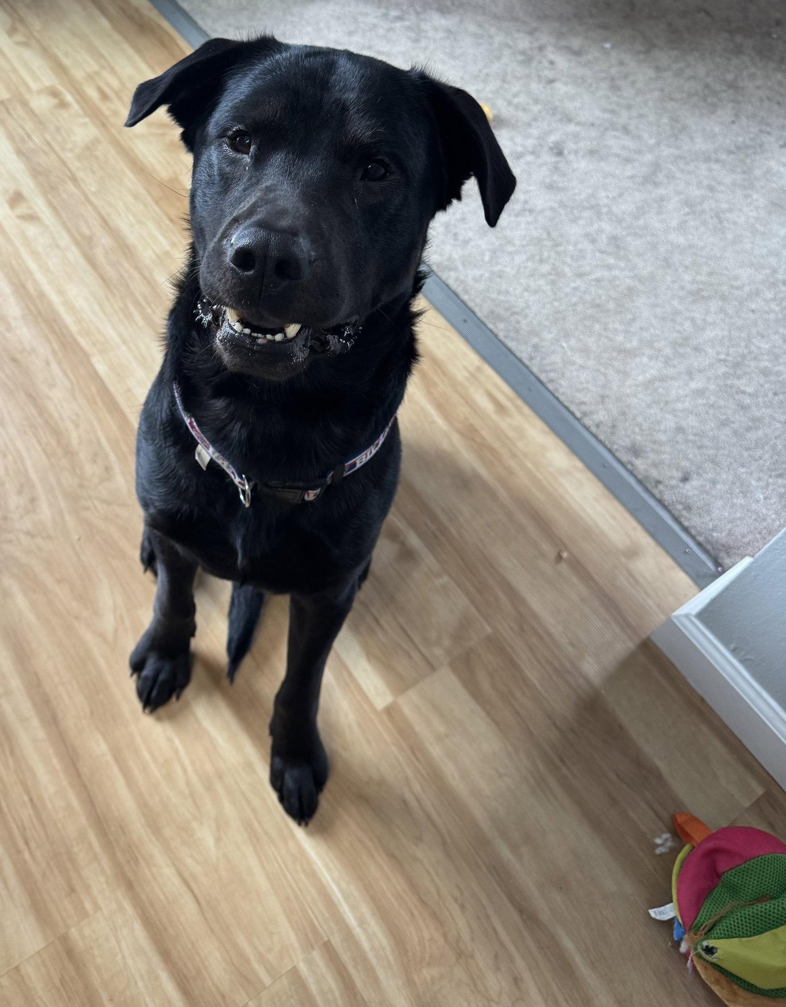 Shadow, Adopted, Young Male Labrador Retriever.