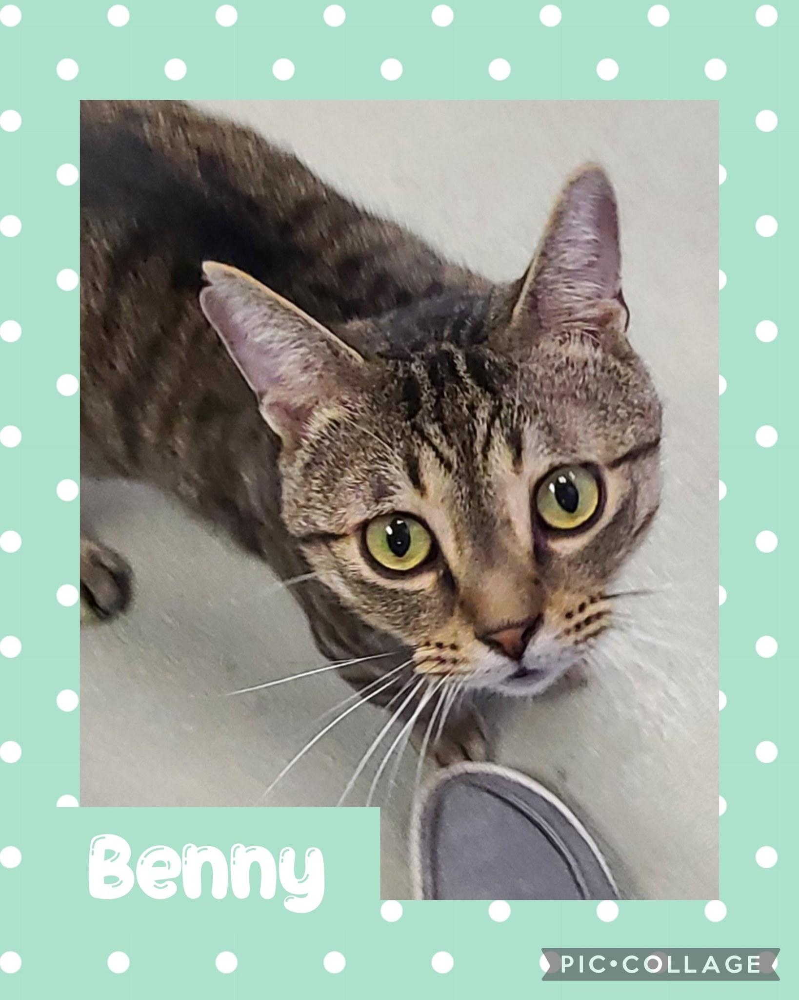 Benny, an adoptable Domestic Short Hair in Iron River, MI, 49935 | Photo Image 1