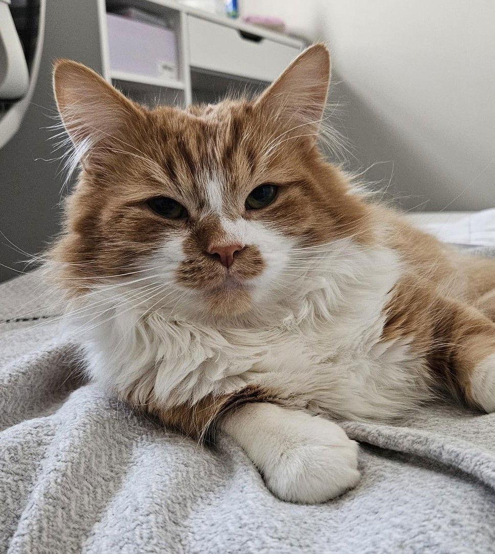 Zafron - Adoption Pending, a Adoptable Domestic Long Hair in Richmond Hill, ON image 1/3