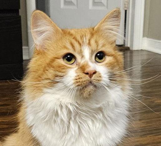 Zafron - Adoption Pending, a Adoptable Domestic Long Hair in Richmond Hill, ON image 2/3