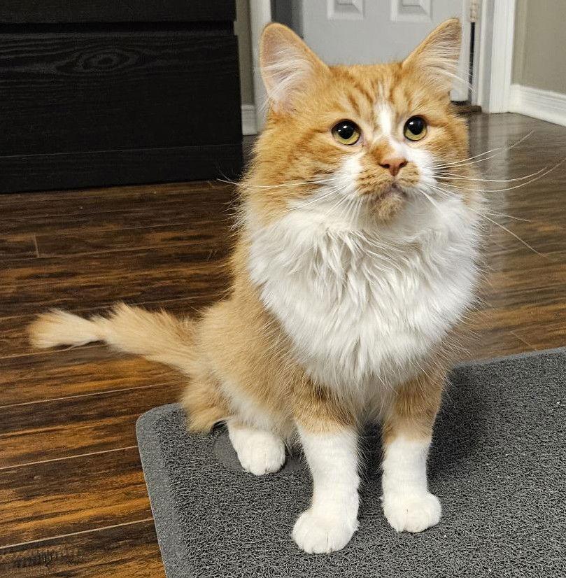 Zafron - Adoption Pending, a Adoptable Domestic Long Hair in Richmond Hill, ON image 3/3