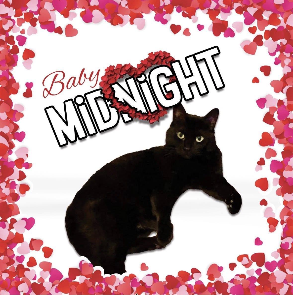 Enlarge Baby Midnight @ Fat Cat Books, a ADOPTABLE Domestic Short Hair in Tallahassee, FL image 2/2