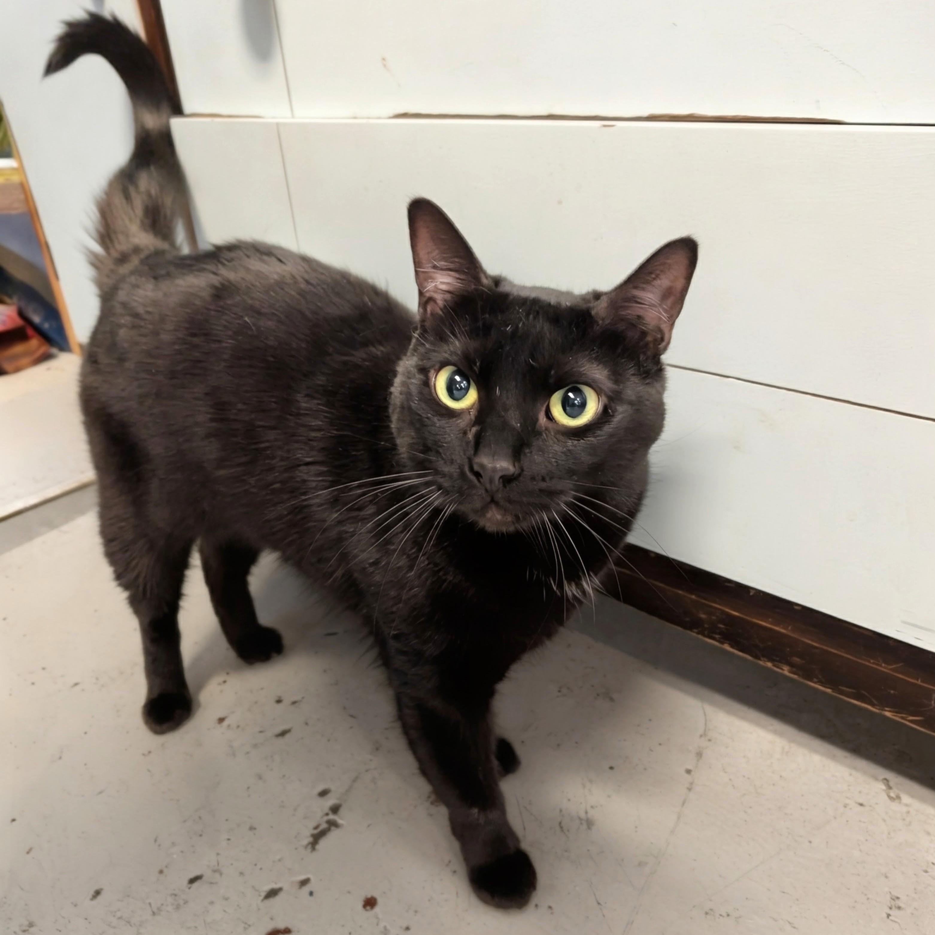 Enlarge Baby Midnight @ Fat Cat Books, a ADOPTABLE Domestic Short Hair in Tallahassee, FL image 1/2