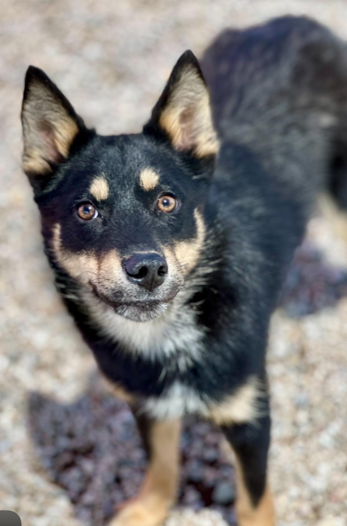 Bunny, Young Male Australian Shepherd