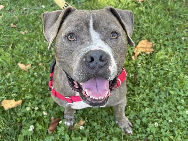 Enlarge KNIGHT, a Adoptable Pit Bull Terrier in Ojai, CA image 1/1