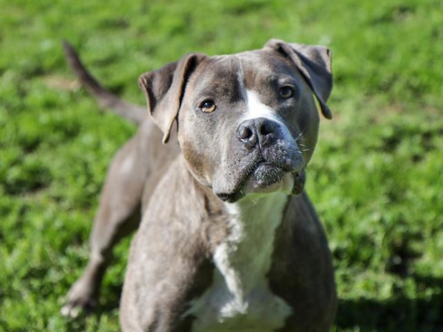 KNIGHT, Adoptable, Adult Male Pit Bull Terrier.