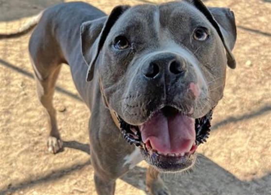 KNIGHT, Adoptable, Young Male Pit Bull Terrier.