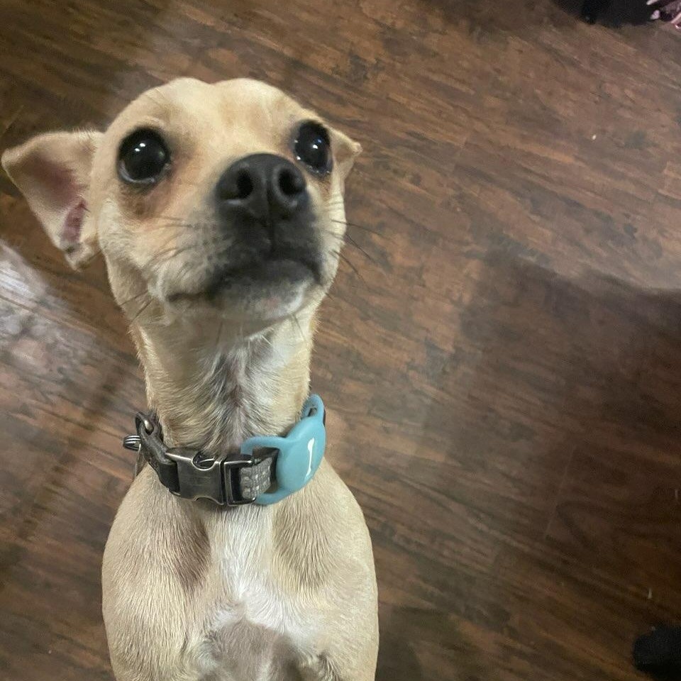 Enlarge Marley Sue - Small Chihuahua Mix, an adoptable Chihuahua in Tulsa, OK image 2/6