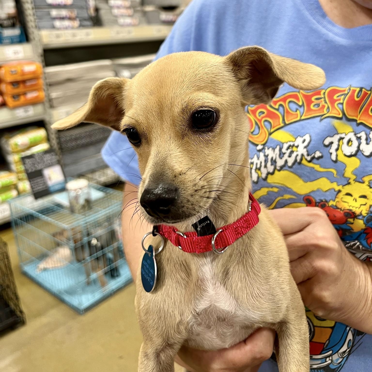 Enlarge Marley Sue - Small Chihuahua Mix, an adoptable Chihuahua in Tulsa, OK image 6/6