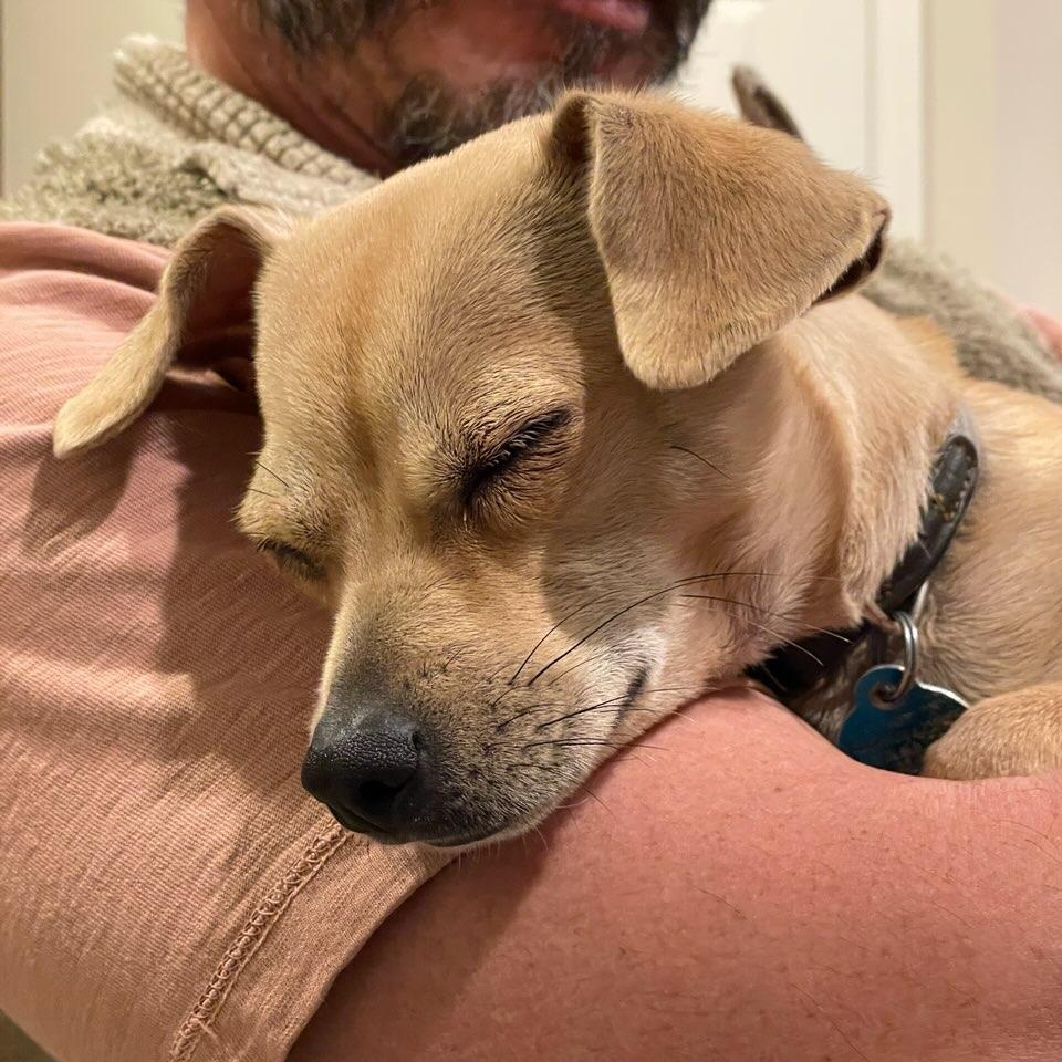 Enlarge Marley Sue - Small Chihuahua Mix, an adoptable Chihuahua in Tulsa, OK image 3/6