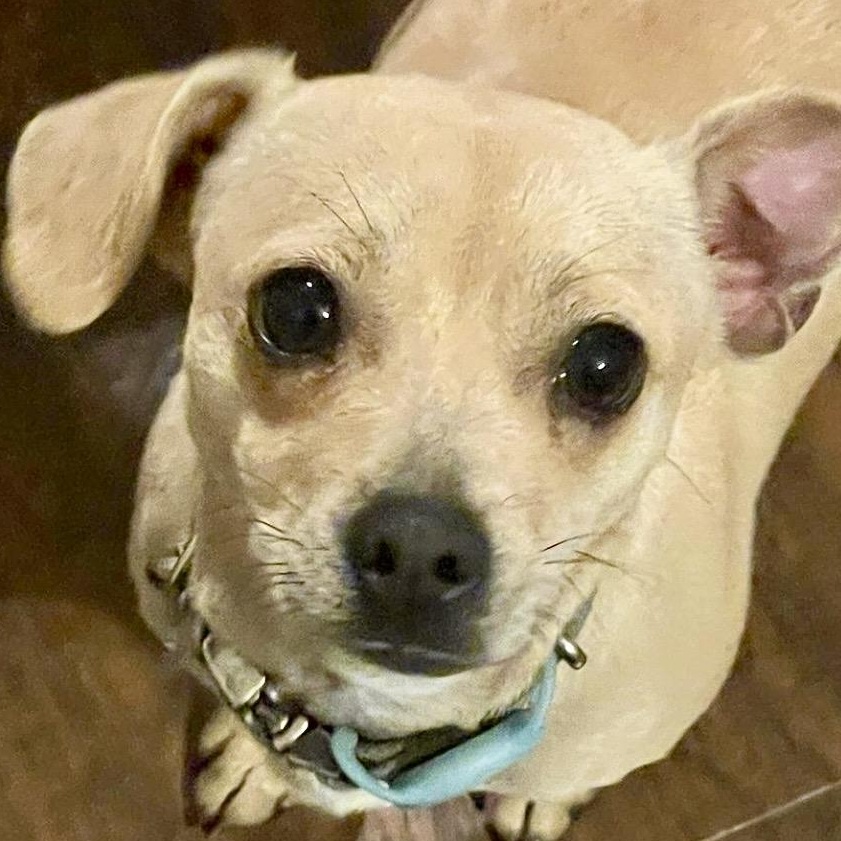 Enlarge Marley Sue - Small Chihuahua Mix, an adoptable Chihuahua in Tulsa, OK image 1/6