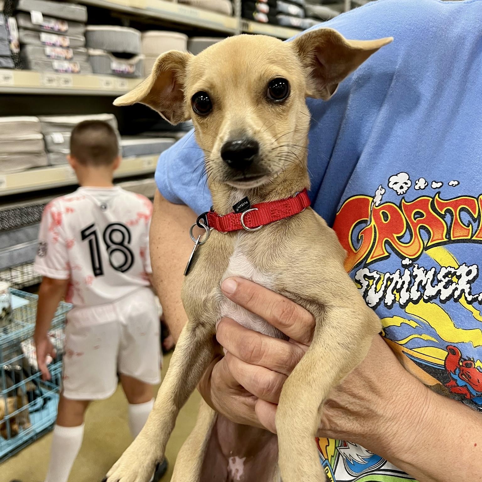 Enlarge Marley Sue - Small Chihuahua Mix, an adoptable Chihuahua in Tulsa, OK image 4/6