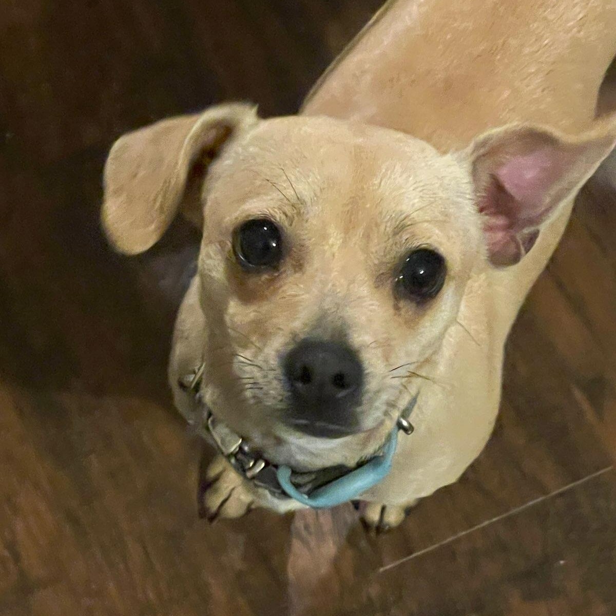 Marley Sue, Adoptable, Puppy Female Chihuahua.