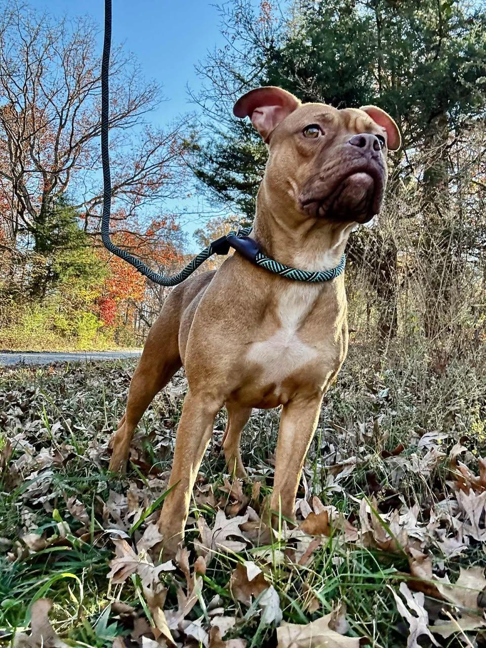 AVA, Adoptable, Young Female Pit Bull Terrier.