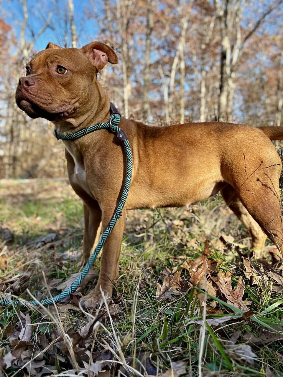Enlarge AVA, a Adoptable mixed breed in Waverly, TN image 2/3