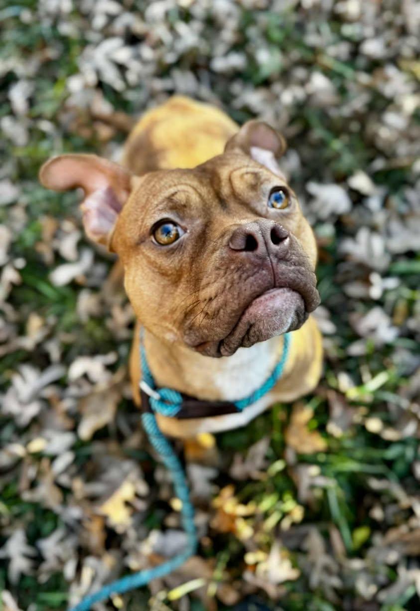 Enlarge AVA, a Adoptable mixed breed in Waverly, TN image 3/3