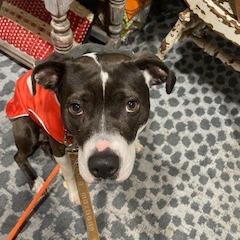 Asali, a Adoptable Mixed Breed in San Francisco, CA image 1/6