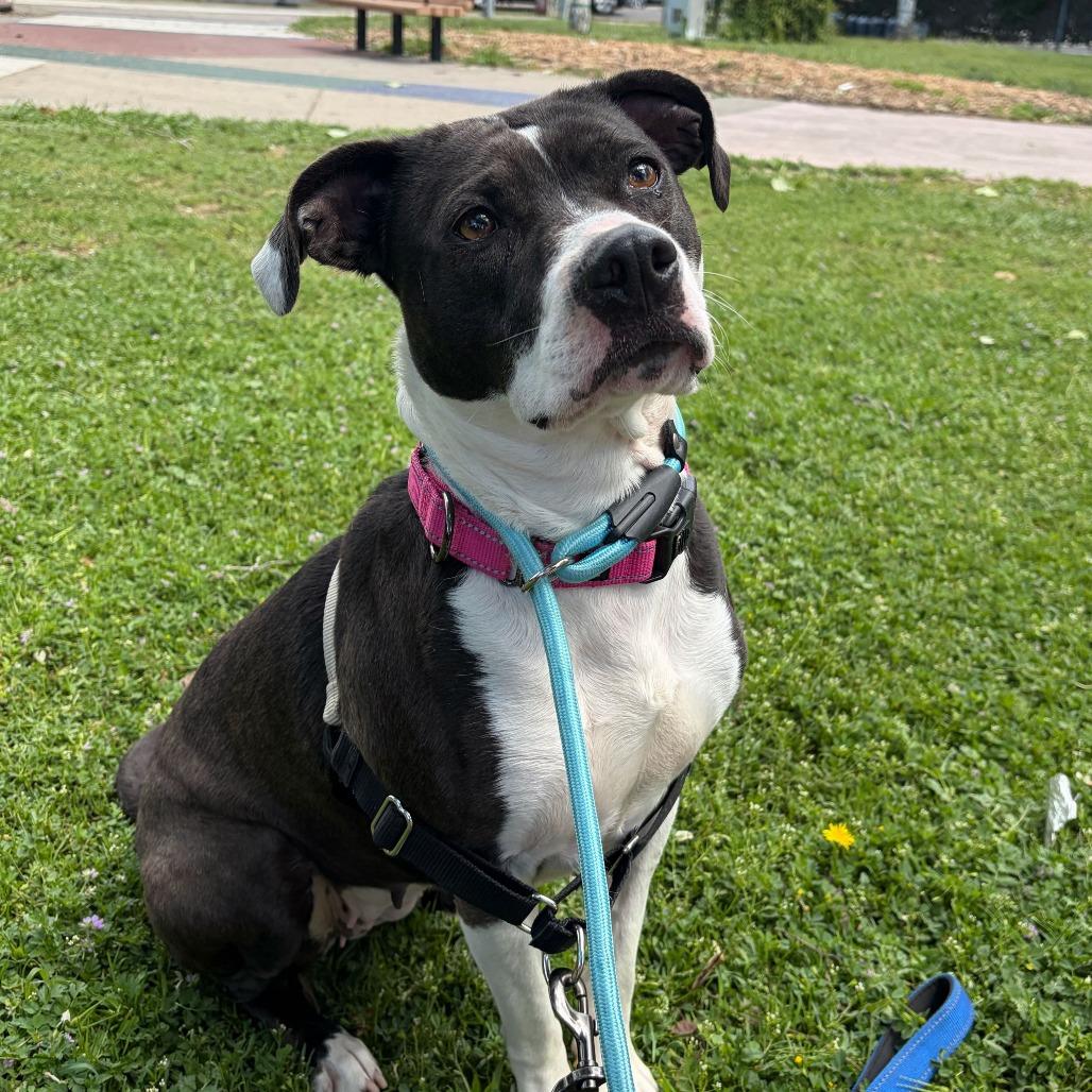 Asali, a Adoptable Mixed Breed in San Francisco, CA image 2/6