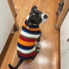Asali, a Adoptable Mixed Breed in San Francisco, CA image 3/6