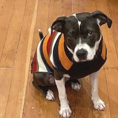 Asali, a Adoptable Mixed Breed in San Francisco, CA image 4/6